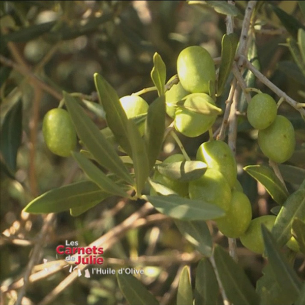 Les saveurs de l’huile d’olive - 16 janvier Les saveurs de l’huile d’olive - 16 janvier