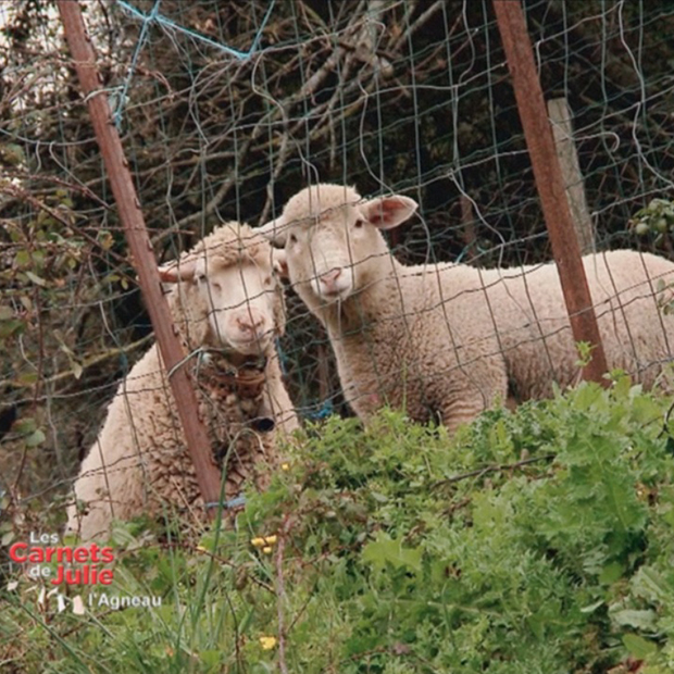LES SAVEURS DE L’AGNEAU - 04 juin 2016 LES SAVEURS DE L’AGNEAU - 04 juin 2016
