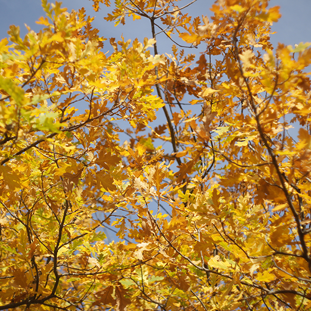 Mes 3 recettes aux notes d’automne Mes 3 recettes aux notes d’automne