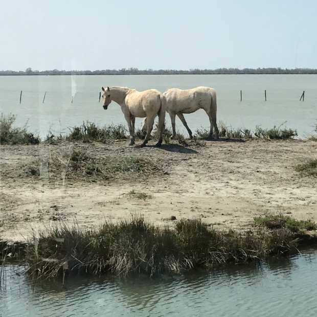 LE PAYS CAMARGUAIS - samedi 14 septembre 2019 LE PAYS CAMARGUAIS - samedi 14 septembre 2019