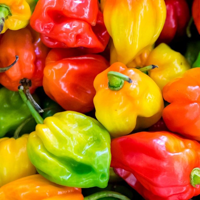 Des recettes tout en couleurs Des recettes tout en couleurs