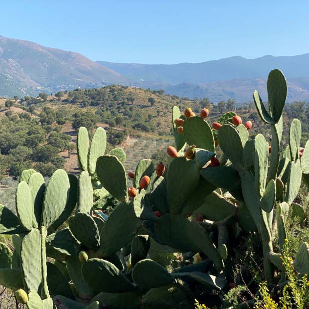 PAYSANS D'AUJOURD'HUI EN CORSE PAYSANS D'AUJOURD'HUI EN CORSE